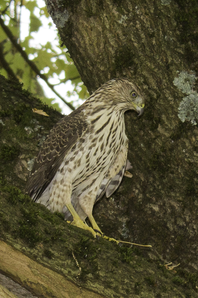 Cooper’s Hawk closeup Cooper’s Hawk perched in an oak tre… Flickr