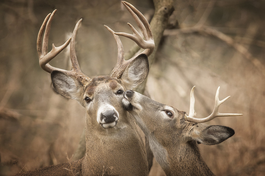 Deer Love mizzginnn Flickr