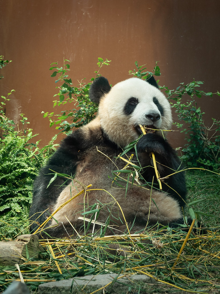 Panda Panda bear at Macao Giant Panda Pavilion, China PERM… Flickr