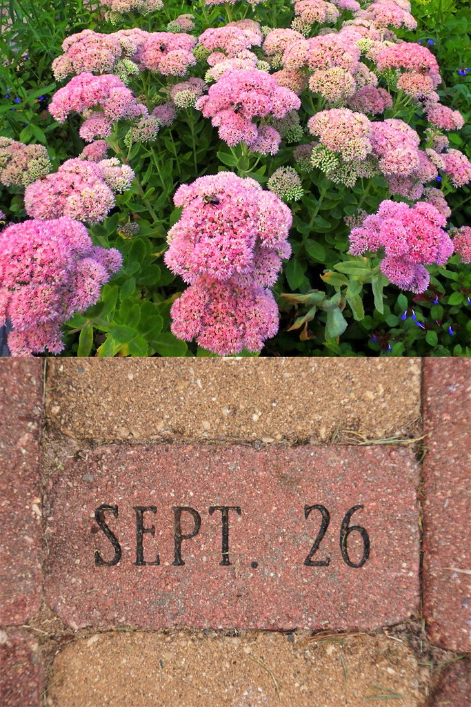 September 26 AUTUMN JOY SEDUM (Sedum telephium) True to it… Flickr