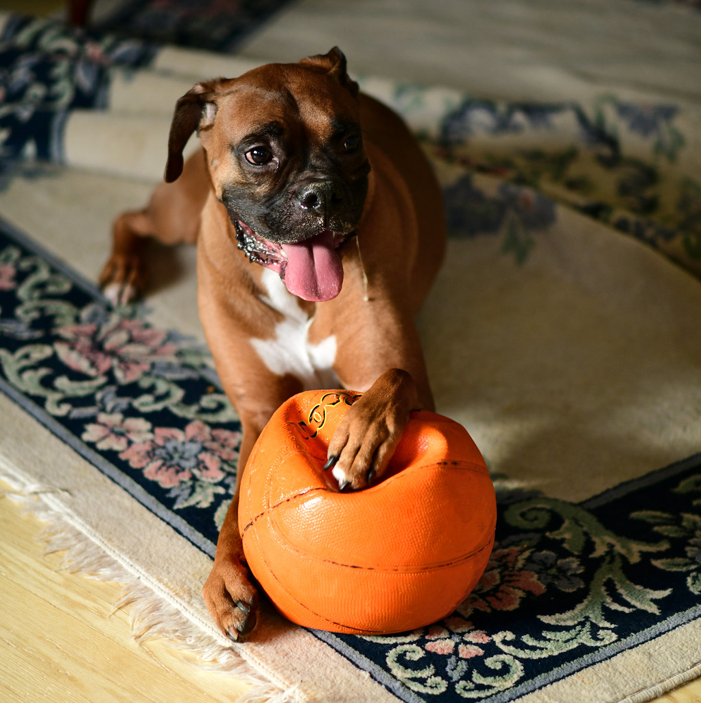 Buddy Basket Ball Scored an abandoned ball last night for … Second Chance Boxer Rescue Flickr