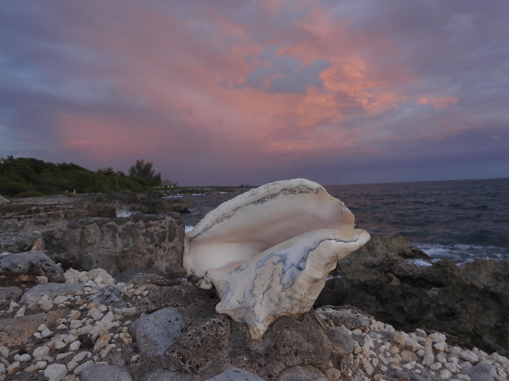 Coral Cove Little Bay, Jamaica April 2019 Chris Brown Flickr
