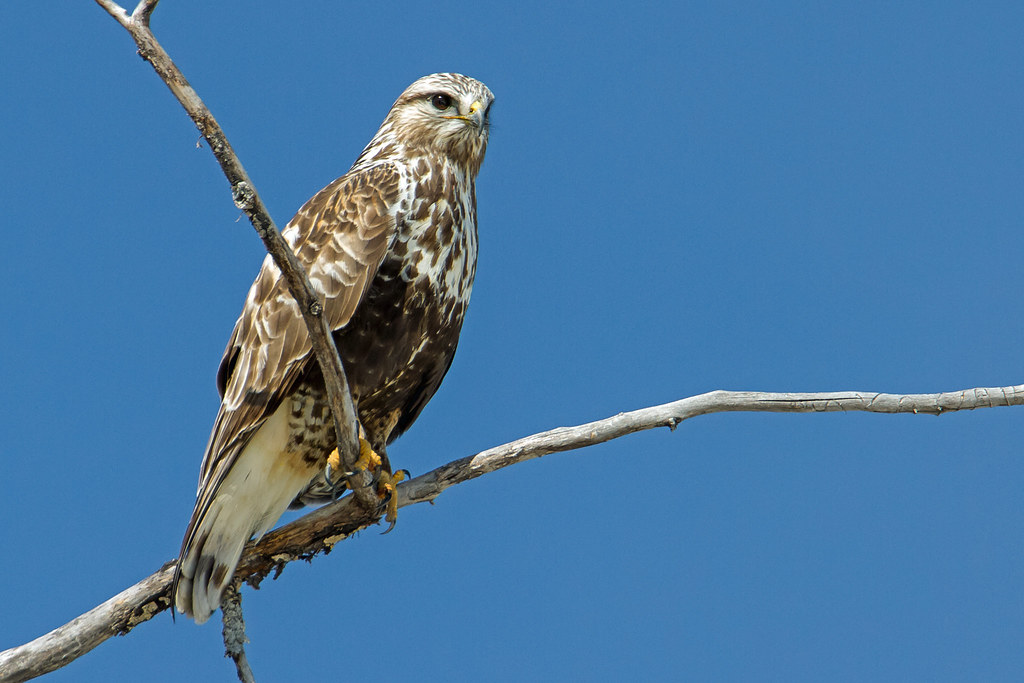 Roughlegged Hawk. Grovedale, Alberta. March 2019. Flickr