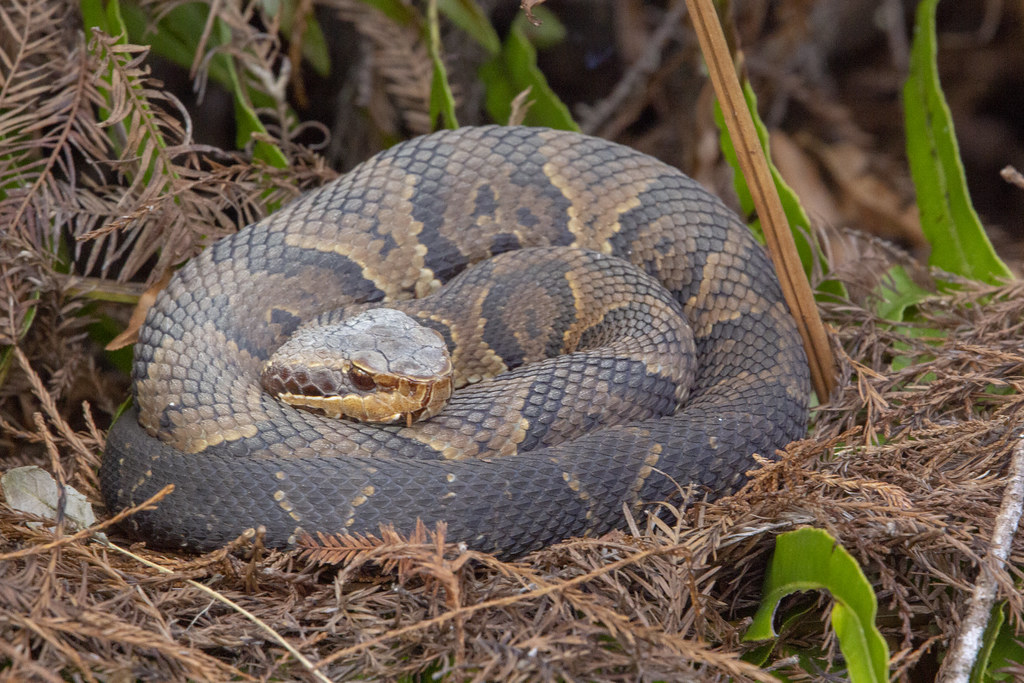 Cottonmouth Six Mile Cypress Slough Dennis Church Flickr