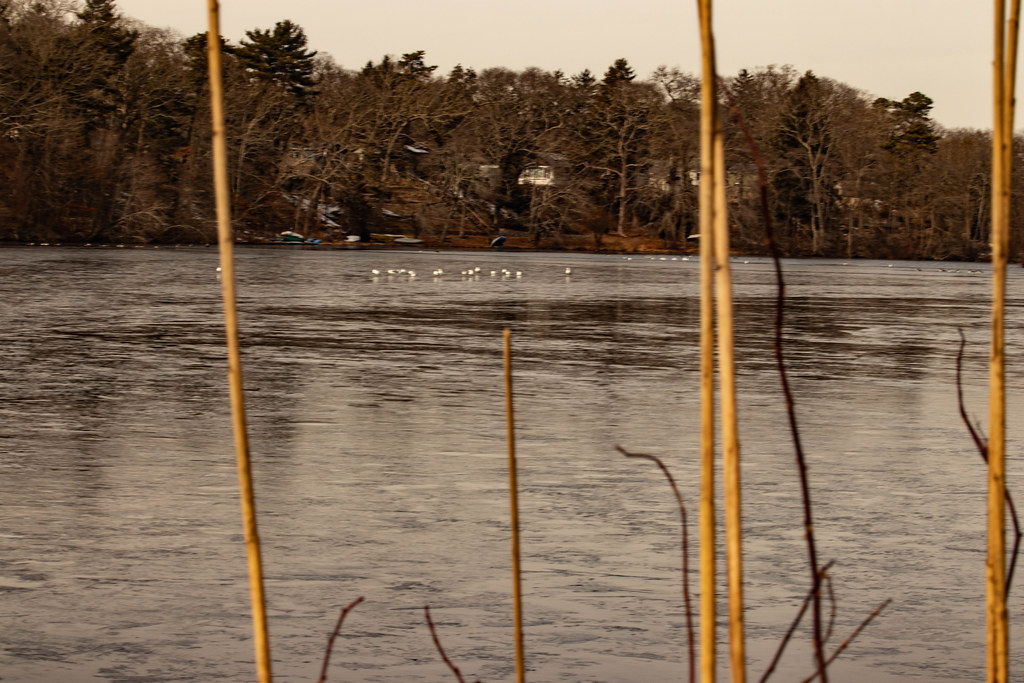 Seagulls on the Upper Lake in Yaphank Long Island Upper La… Flickr