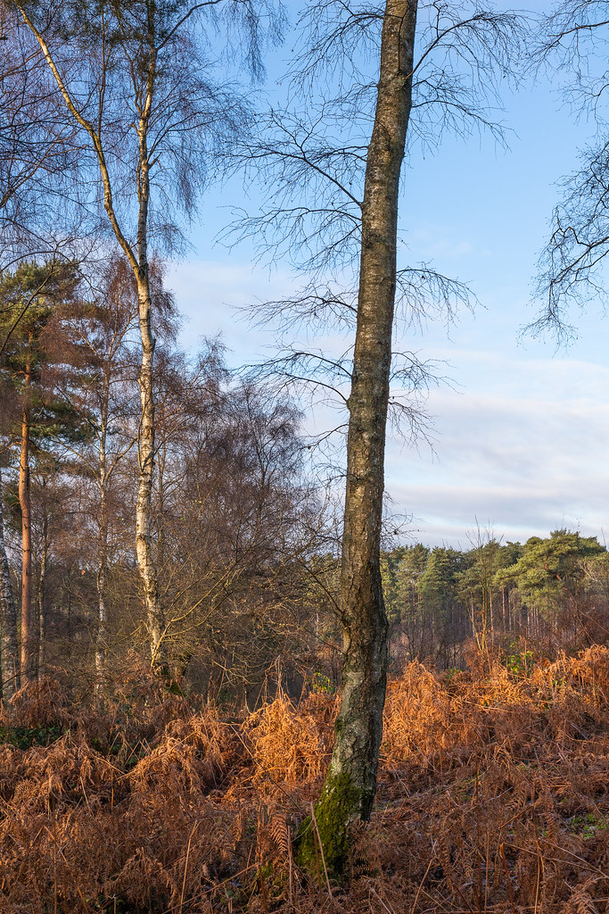 Blackheath Common Deep in the Surrey Hills Roger Flickr