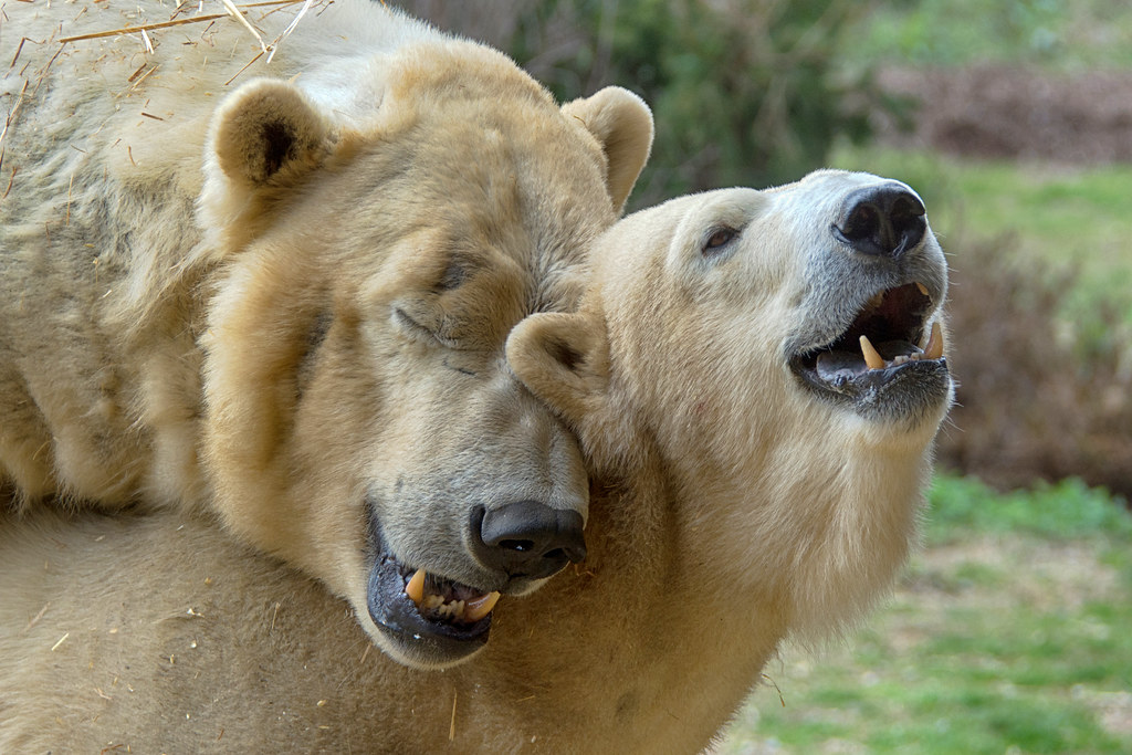 snuggle bears ucumari photography Flickr