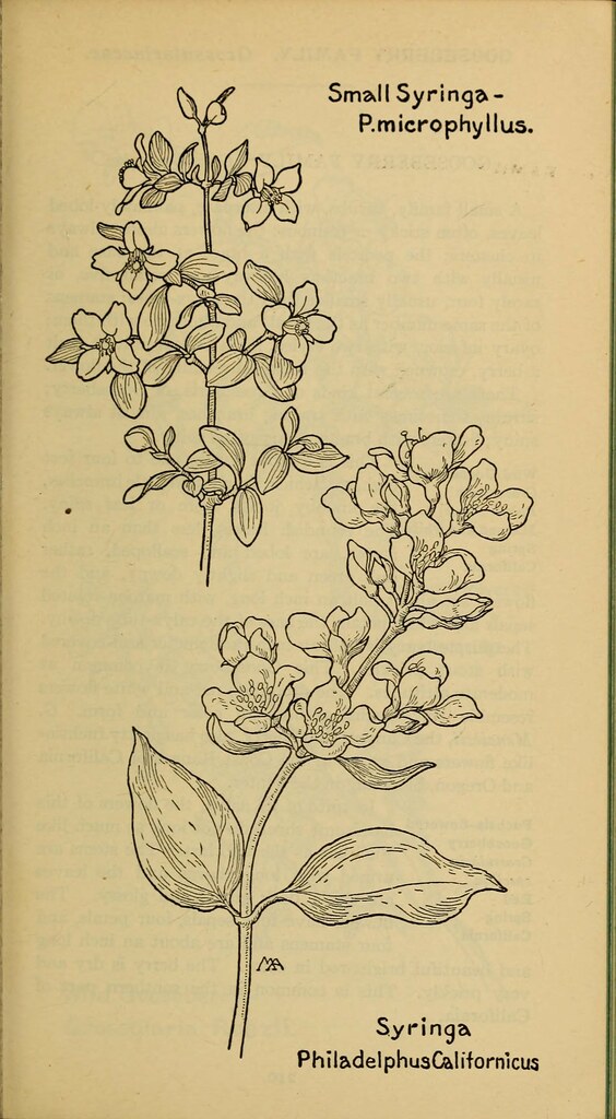 n262_w1150 Field book of western wild flowers /. New York … Flickr