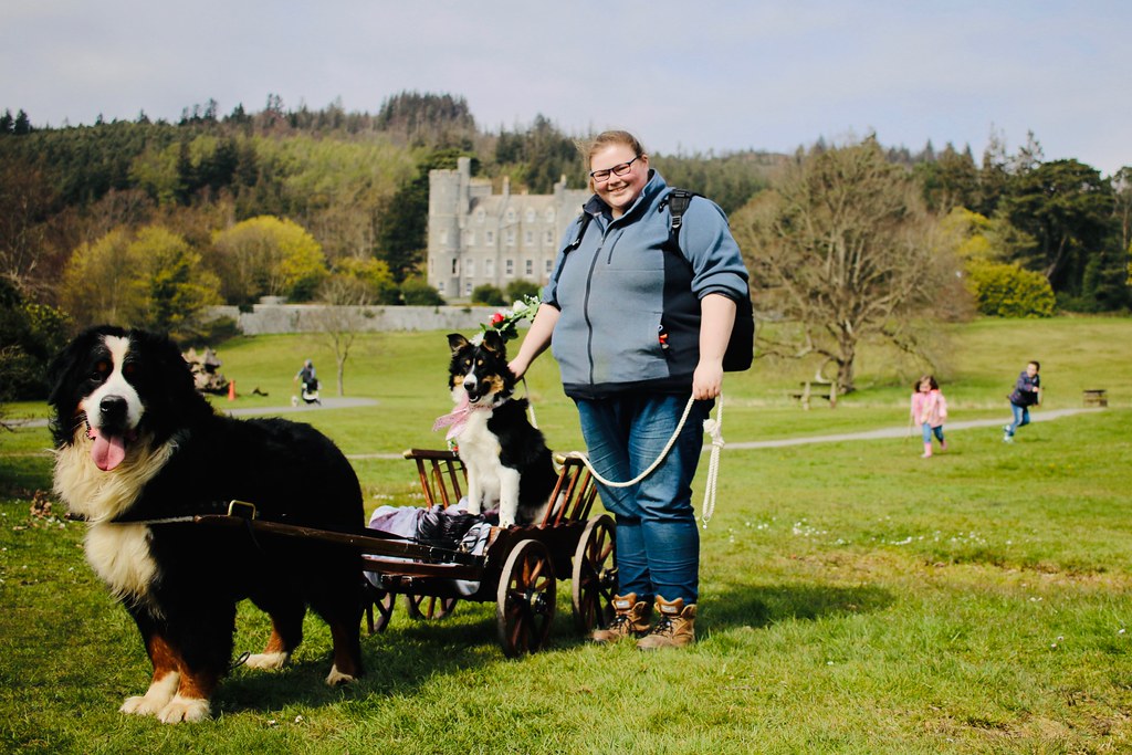 Greenhill Farm Castlewellan Forest Park Lots of Berners (and