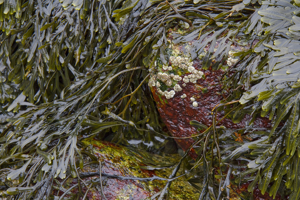 The Intertidal Zone February 20, 2019 Seaweed on a sealife… Flickr