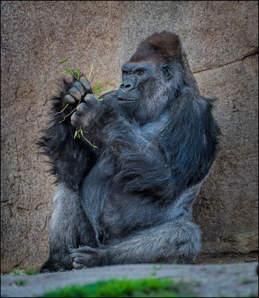 The Meaning of Life A gorilla at the San Diego Zoo Safari … Flickr