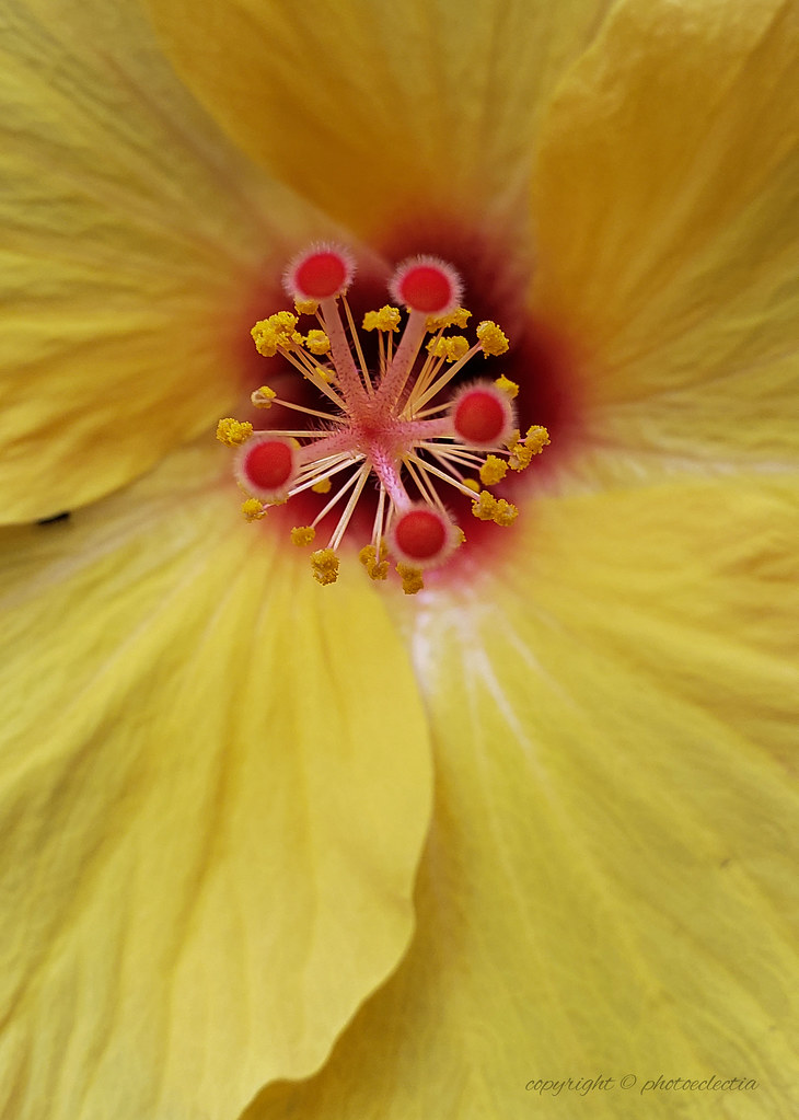 Hibiscus A hibiscus plant I am wintering over inside the h… Flickr