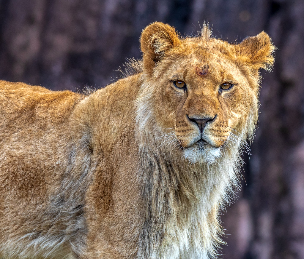 Norfolk Zoo Feb 19 201912 Ed Ellington Flickr