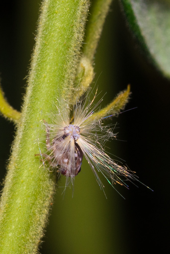 Passionvine Hopper (Scolypopa australis) nymph Jenn.1771 Flickr