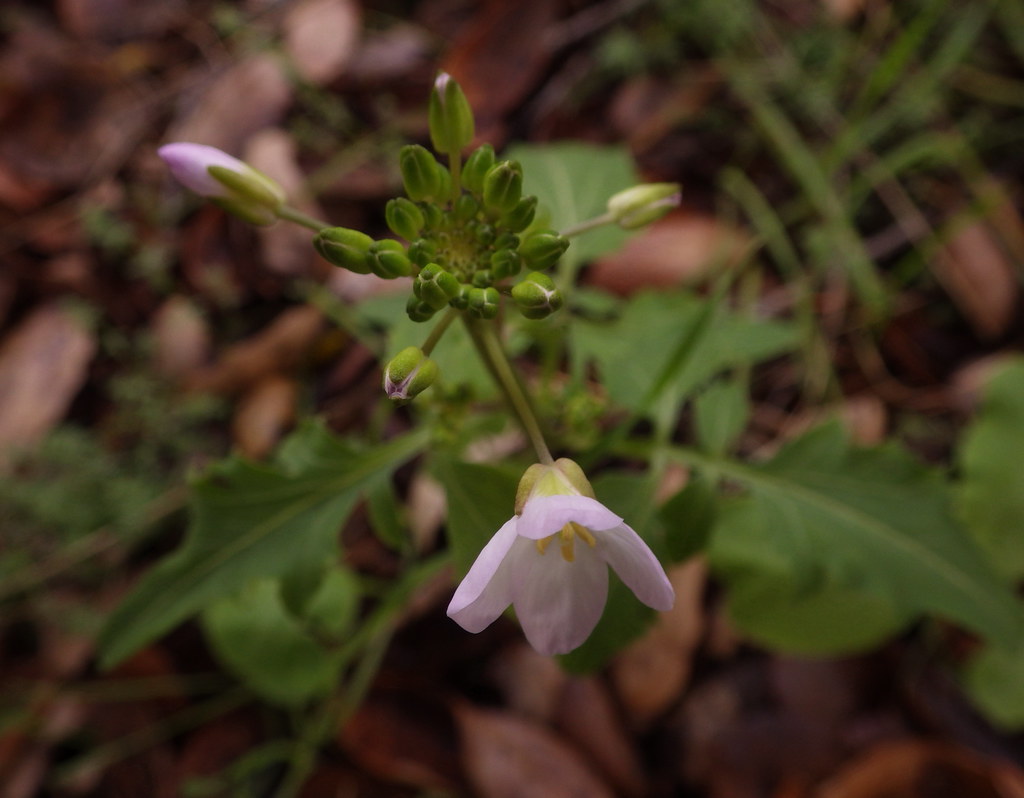 First wildflower of 2019 at Midland Milkmaids (aka Toothwo… Flickr