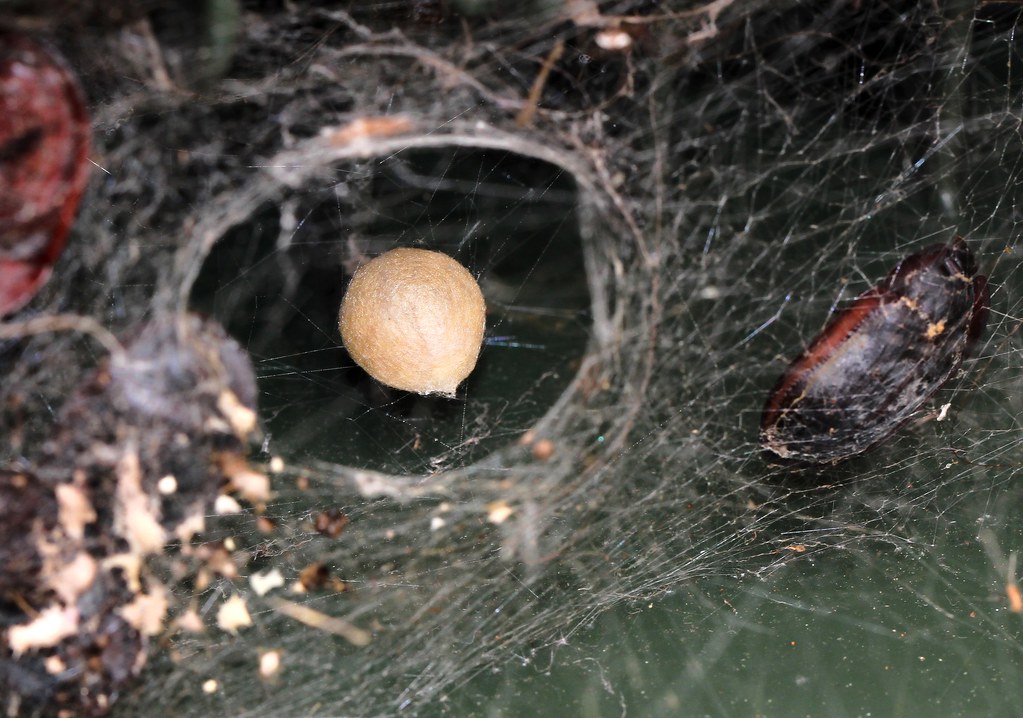 Redback spider egg sac Redback spider egg sac. White, weat… Flickr