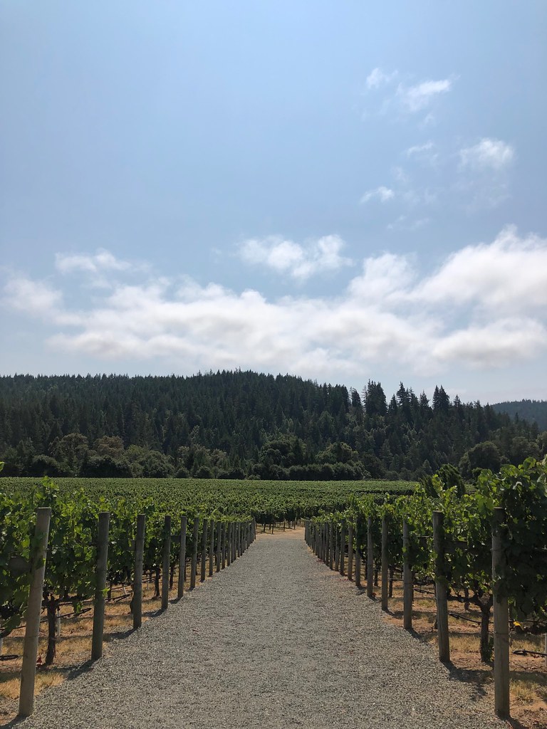 Pinot noir vineyards Goldeneye Winery, Philo, California Sarah