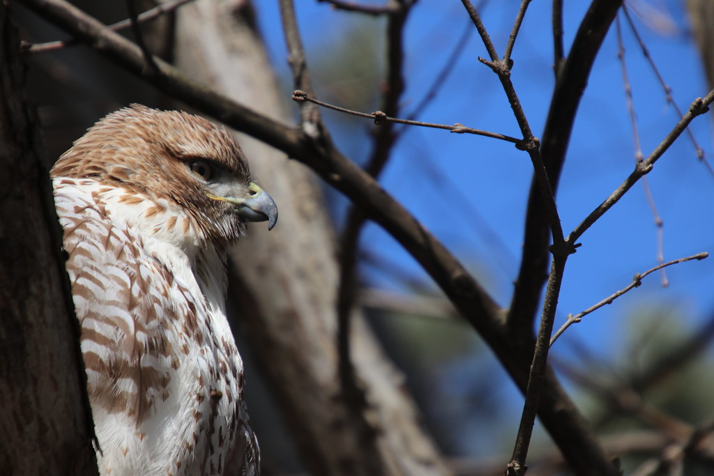 RedTailed Hawk at the University of Michigan, Ann Arbor (… Flickr
