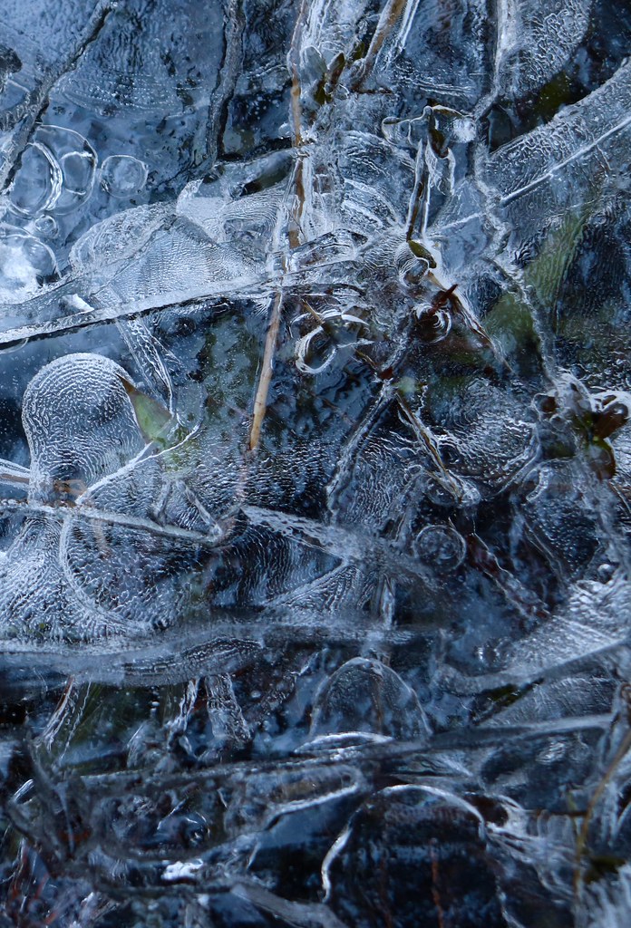 Tom's Pond Elise Cavicchi Flickr