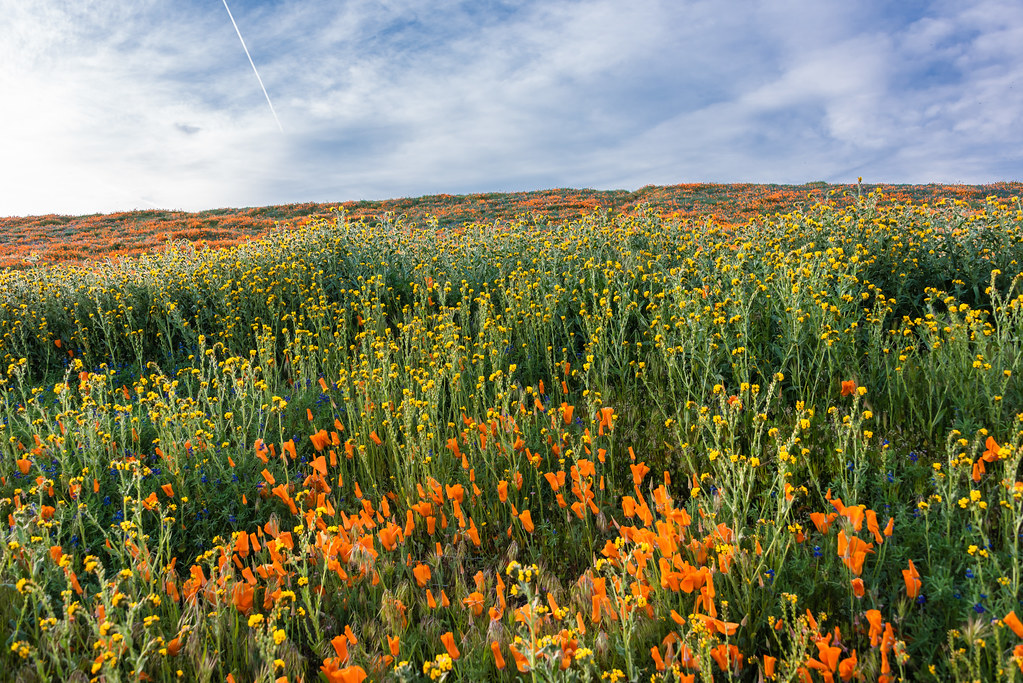 Wildflowers Superbloom in Lancaster, CA March 31, 2019 S… Flickr
