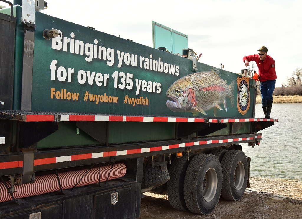 Wyoming Game and Fish Department stocking rainbow trout at… Flickr