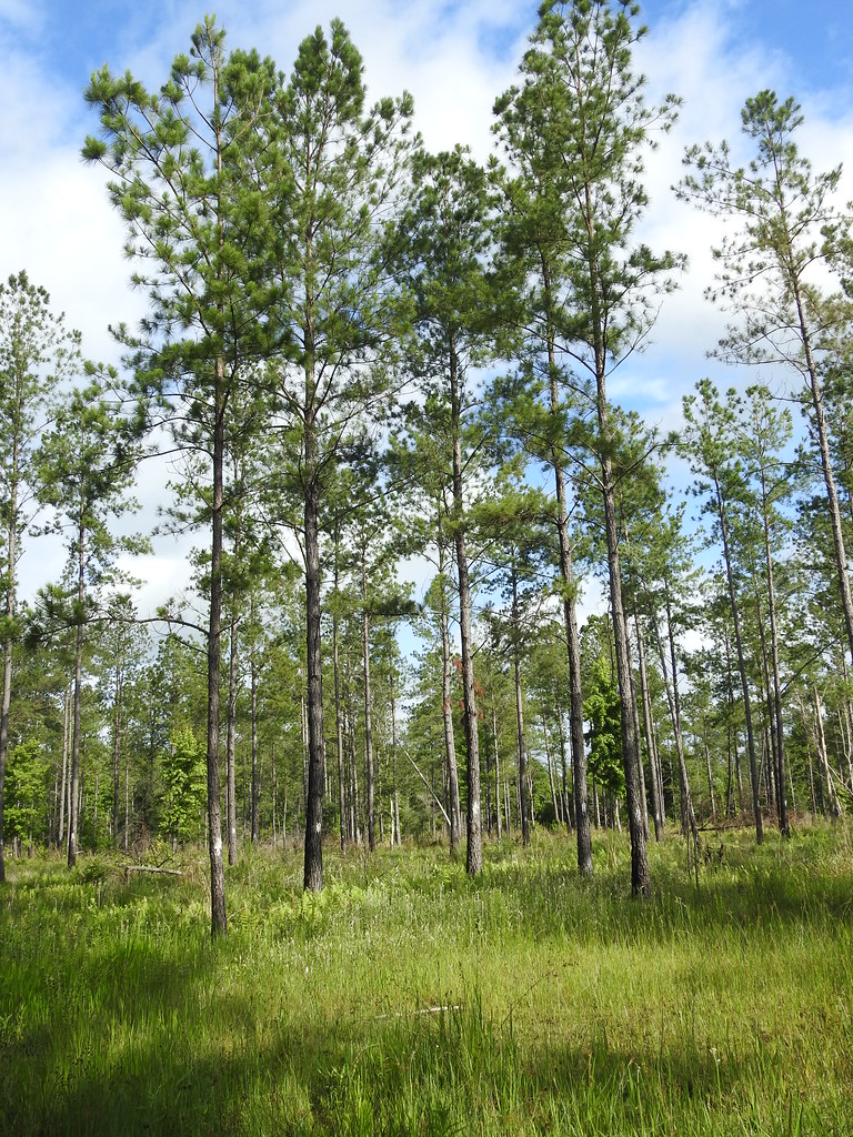 LANDOWNER OF YEAR Private lands in Florida provide a wide … Flickr