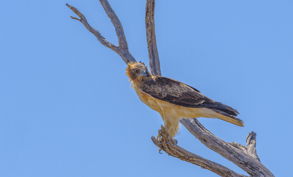 lagoon creek little eagle Many thanks for your visits, f… Flickr