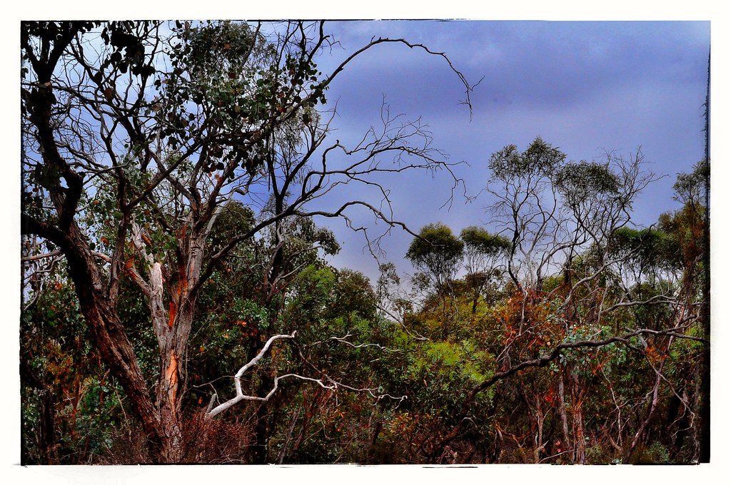 Tree Tops the Australian bush, in central Victoria. HTmT holly hop