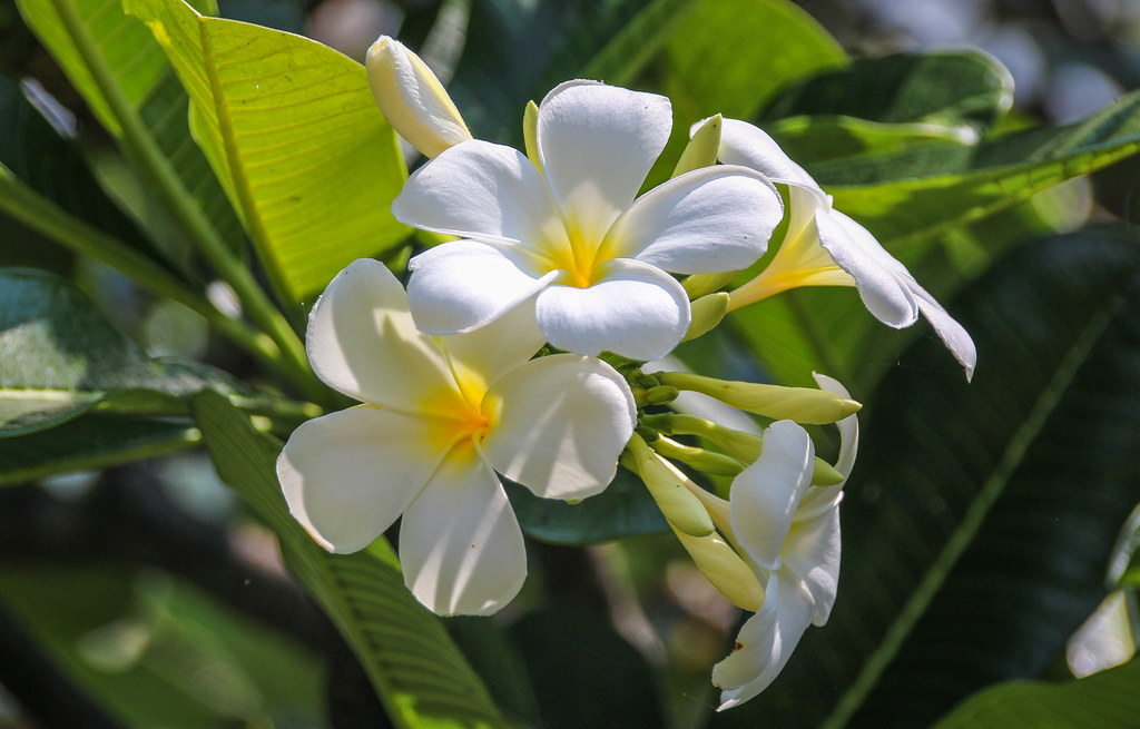 Sri Lanka Flowers Take a look at my top 50 shots www.flic… Flickr