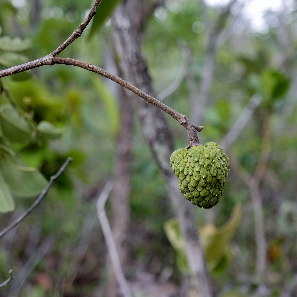 Annona tomentosa Annona tomentosa R.E.Fr. ANNONACEAE Local… Flickr