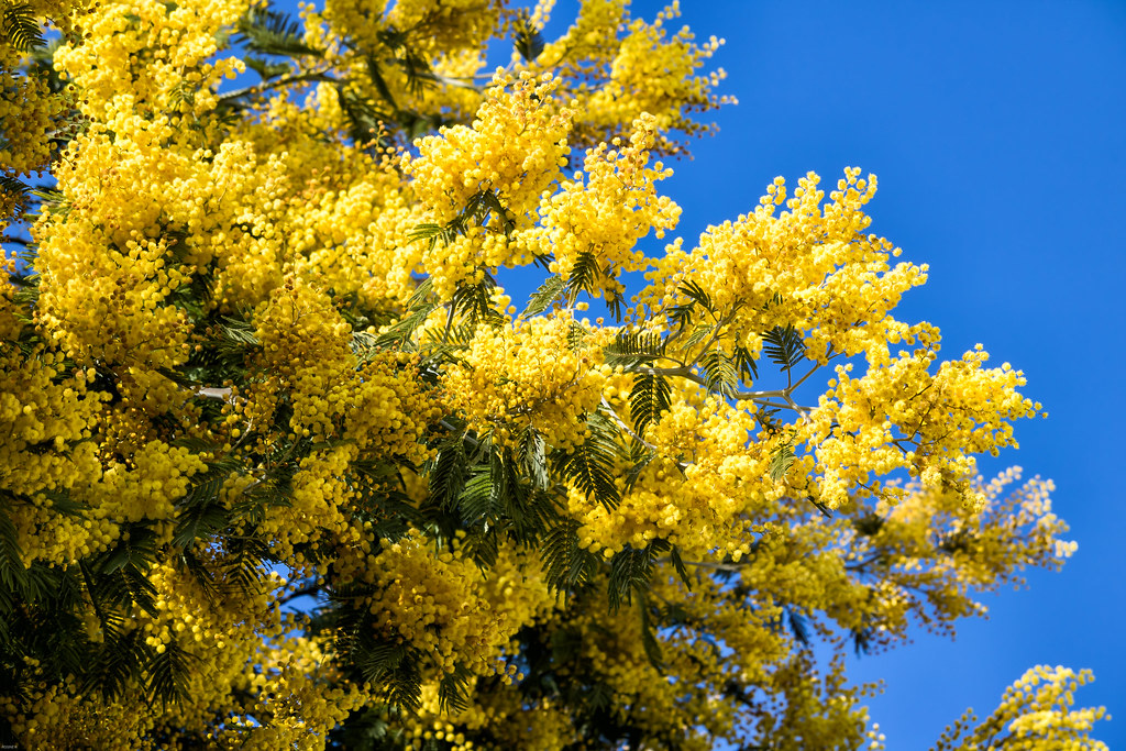 du mimosas de l ile d oléron pour ensoleiller votre dimanc… Flickr