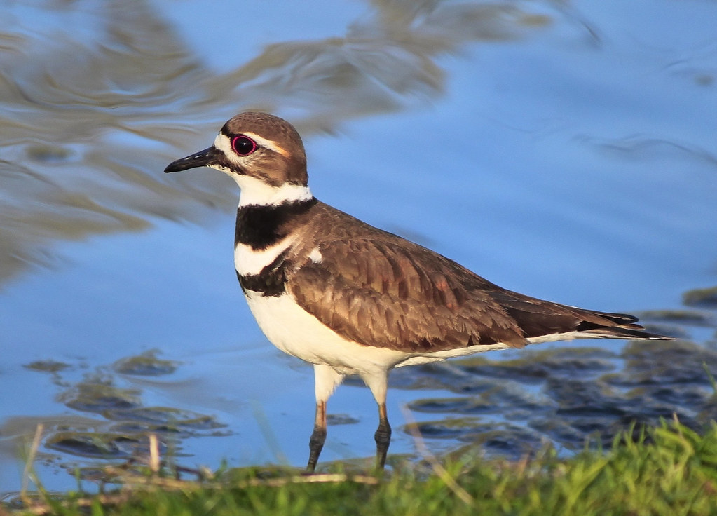 Kildeer enjoying the water view. GaryJudy Streeter Flickr