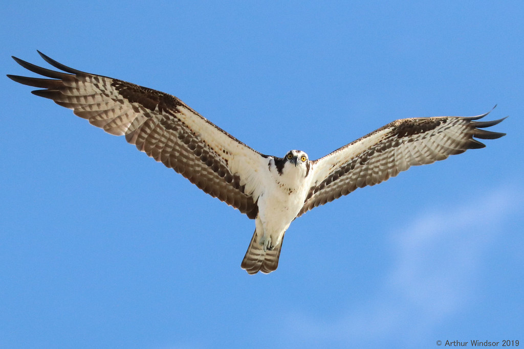 Osprey This hovering Osprey made an ocean beach flyover so… Flickr
