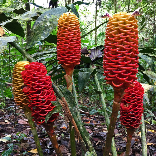 Beehive Ginger or Maracas (Zingiber spectabilis). Ecuador.… Flickr