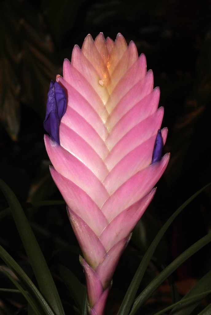 Pink quill (Tillandsia (Phytarrhiza) cyanea) inflorescence… Flickr