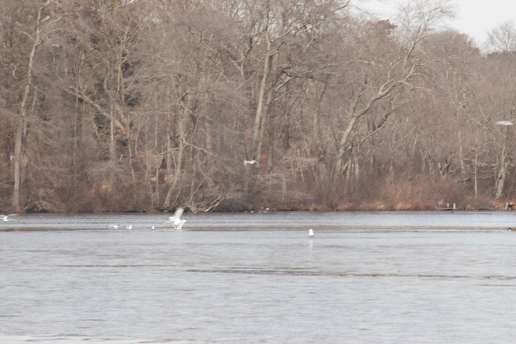 2019Yap013Dig Seagull landing on Upper Lake Yaphank Flickr