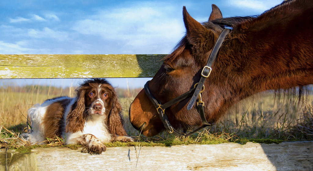 Riley and Hope Ashley Russell Flickr