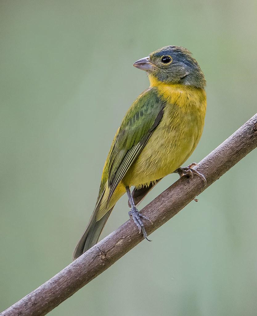 Molting Juvenile Painted Bunting, Green Cay Nature Preserv… Flickr