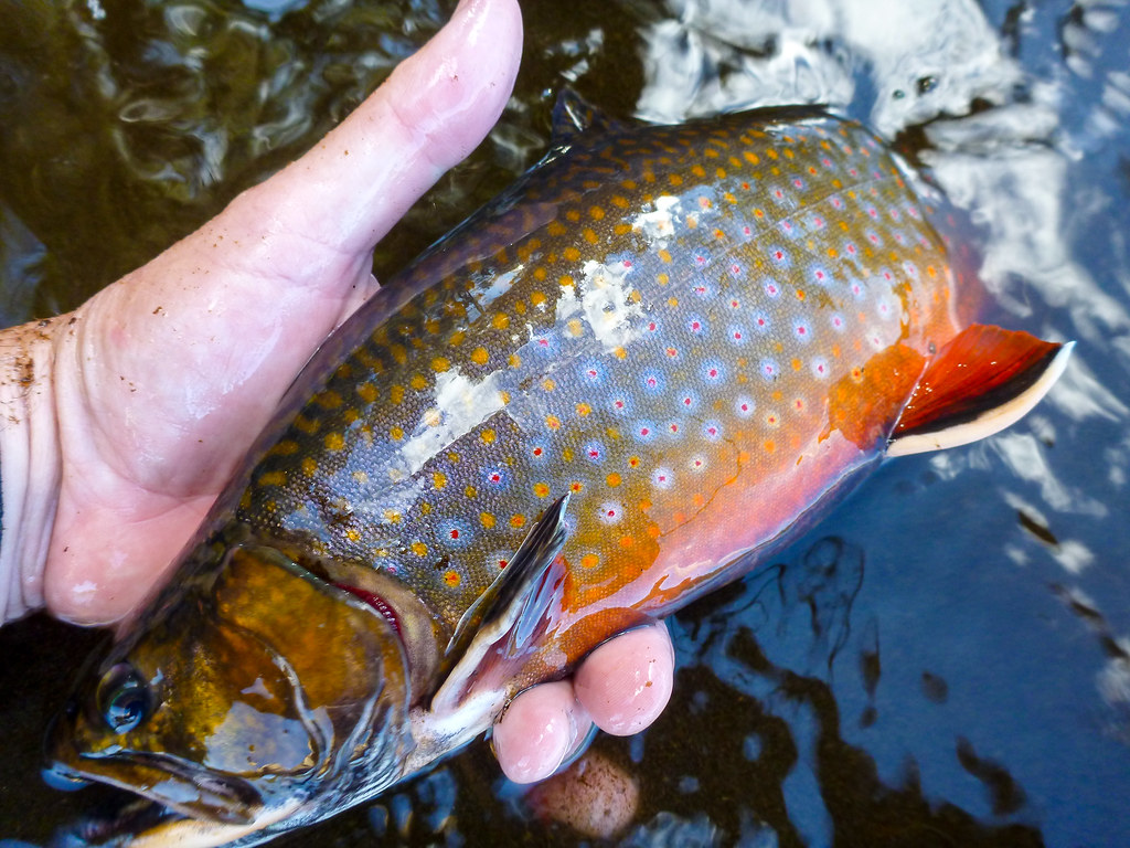 P1030063.jpg A Fall Adirondack Brook Trout from a favored … Upstate