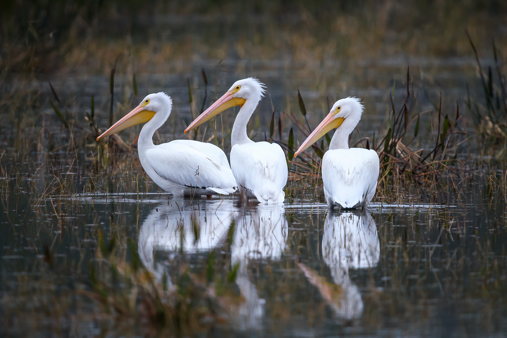 Three American white pelicans, a rare sight at Babcock Wil… Flickr