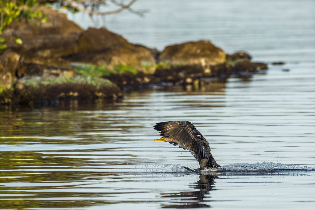Cormorant landing DSC_1627 Tedj1939 Flickr
