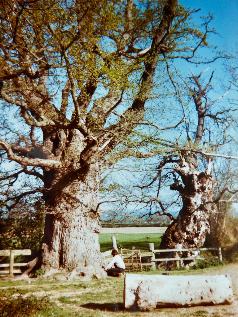 Gog and Magog. Glastonbury 1980s kelvin Flickr