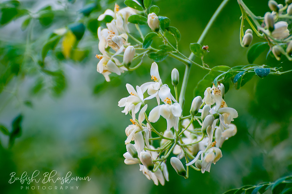 Drumstick Flower (Moringa Oleifera) Muringa Poovu Flickr