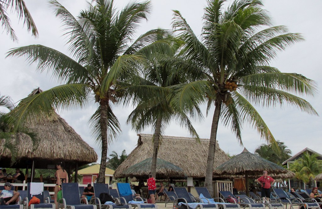 Roatan Las Palmas Beach Palm Trees I saw these … Flickr