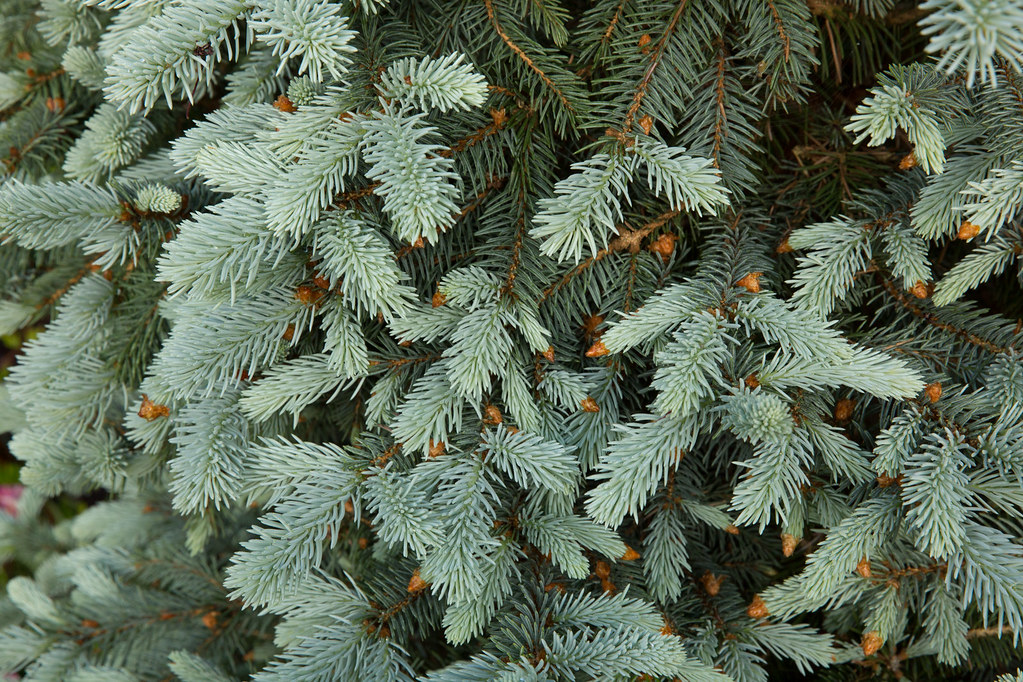 Spring growth 'Blue Spruce' Picea pungens 'Thompson' Flickr