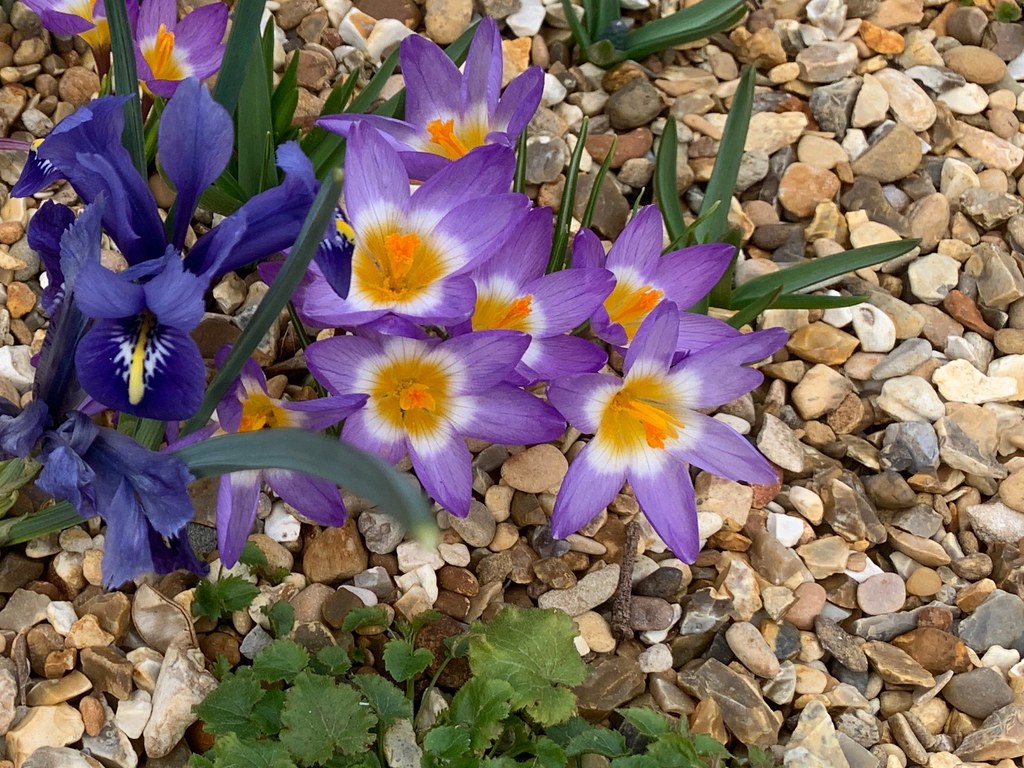 Spring Rockery, Burnby Hall Iris & Crocus Old_Man_Leica Flickr
