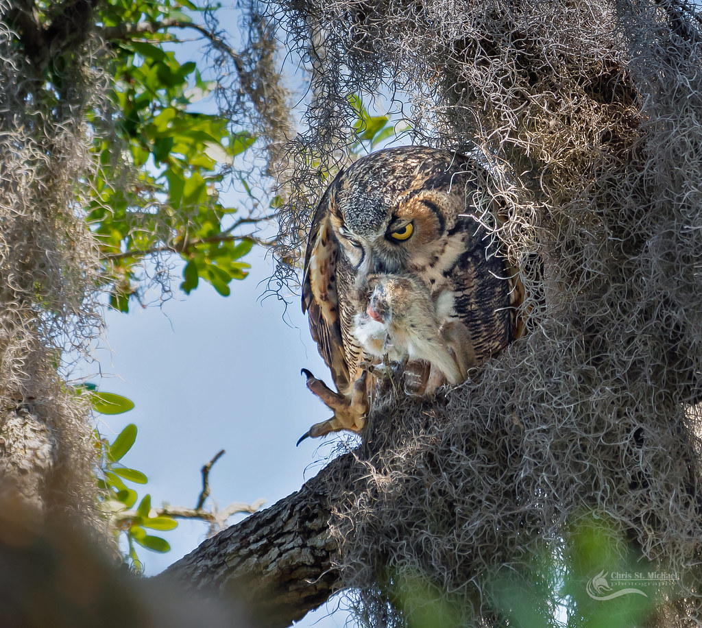 Great Horned Owl and a rabbit Chris St. Michael Flickr