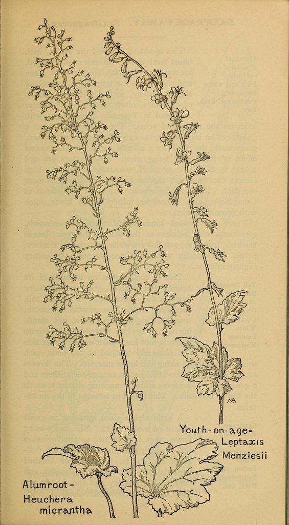 n254_w1150 Field book of western wild flowers /. New York … Flickr