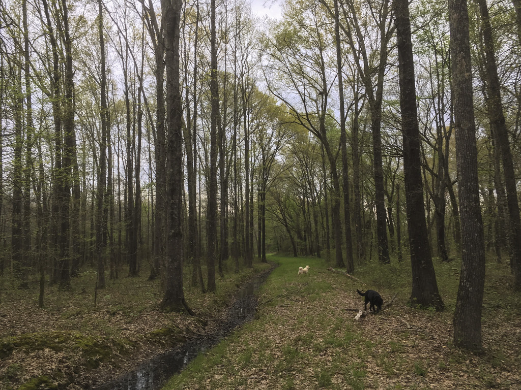 2019040506 Bald Knob NWR Flickr