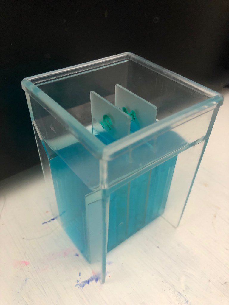 Fixation of blood smear Two slides with blood smears in a … Flickr